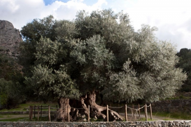 Ancient Olive tree