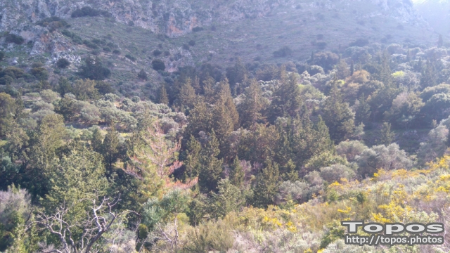 Minoan Forest