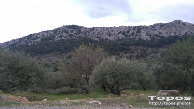 Δάσος